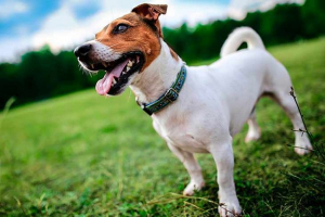 Джек рассел тер'єр - поради щодо вибору Джек рассел тер'єр - поради щодо вибору